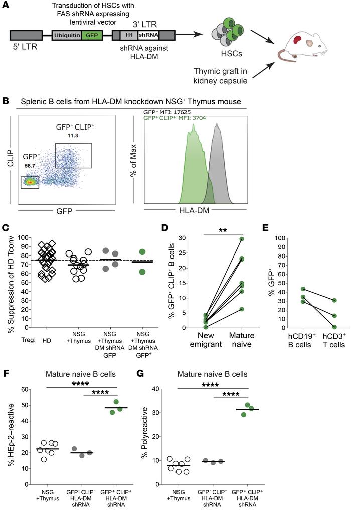 JCI - Positive and negative selection shape the human naive B cell ...