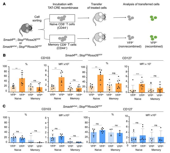 The TGF-β–independent function of SMAD4 that restrains CD103 and IL-7R o...