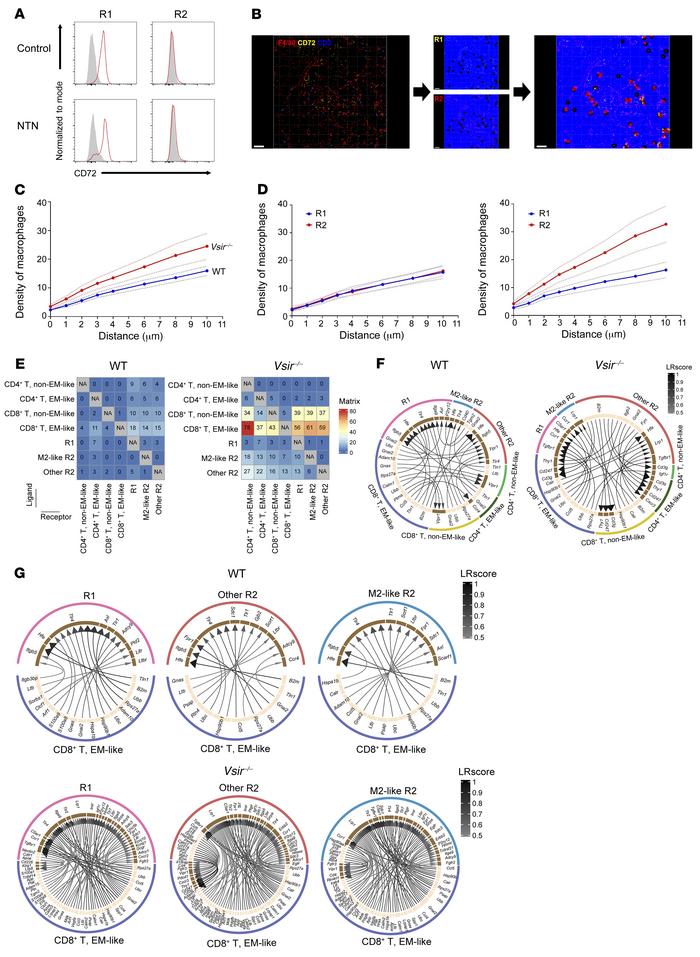 Contact between macrophages and T cells.
(A) Representative flow cytomet...