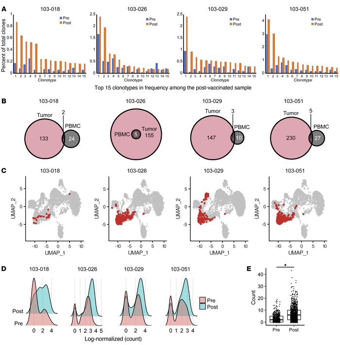 Vaccine-reactive CD8+ T cell clones with an effector phenotype migrated ...