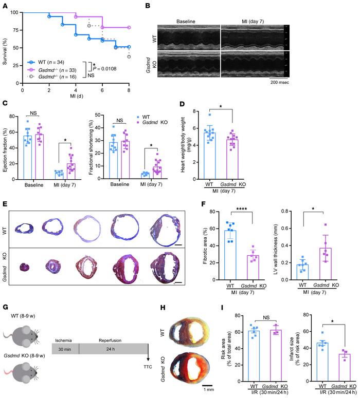 Loss of GSDMD attenuates myocardial injury after AMI.
(A) Kaplan-Meier s...