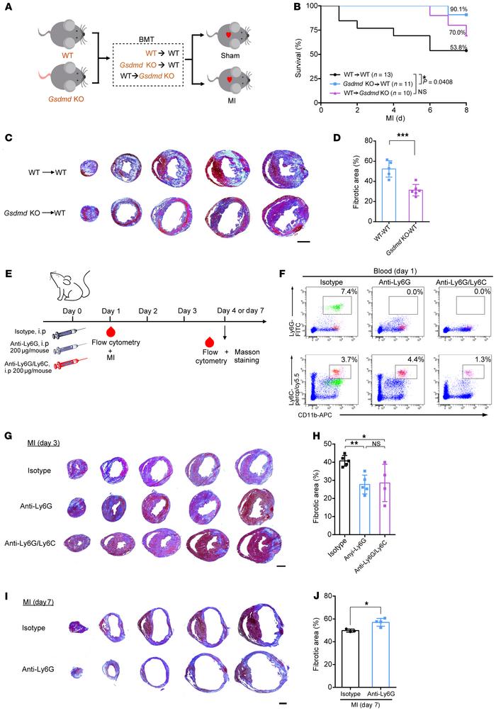 GSDMD-dependent bone marrow–derived myeloid cells contribute to acute in...