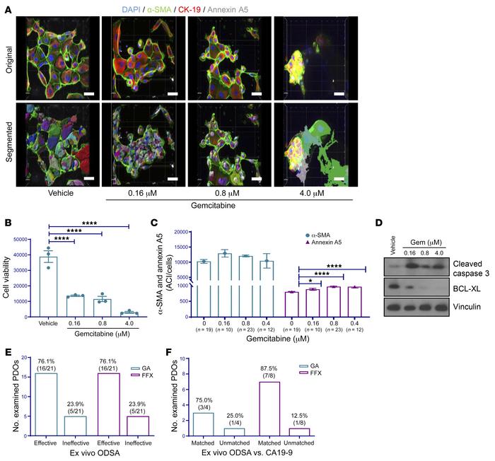 3D immunofluorescence imaging analysis and quantification of PATO015 aft...