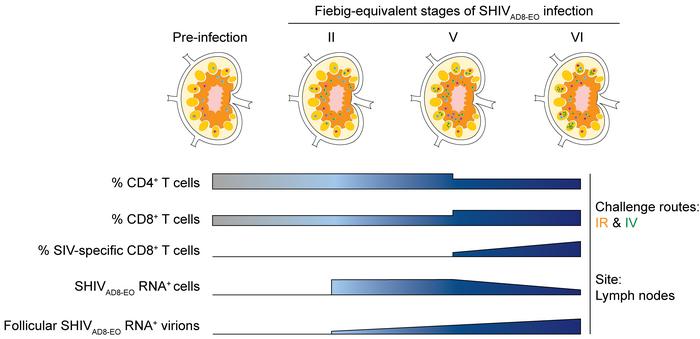 Schematic characterization of the Fiebig-equivalent stages of SHIVAD8-EO...