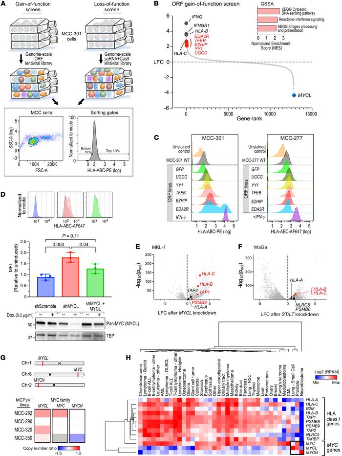 MYCL identified as a regulator of HLA-I through a genome-scale ORF scree...