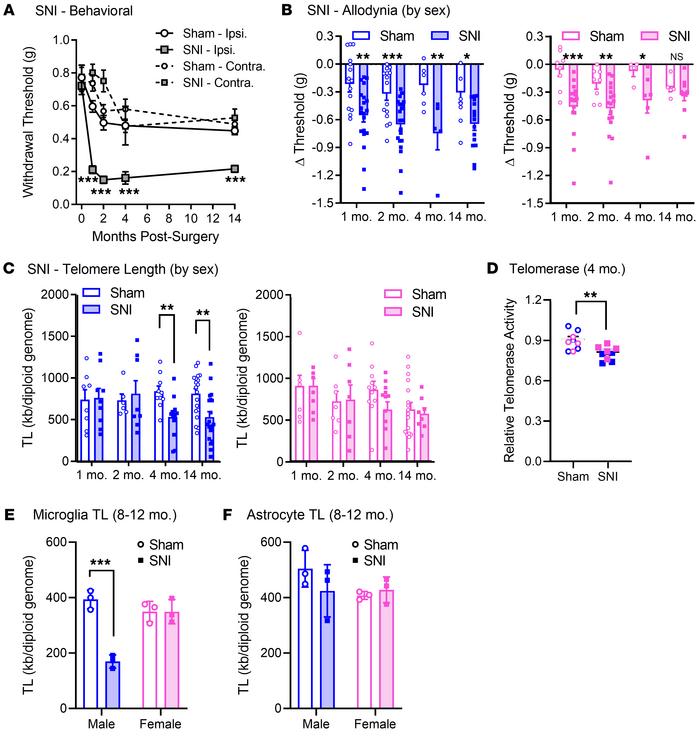 Relationship between TL and long-lasting allodynia produced by SNI.
(A) ...