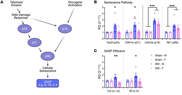 Expression of senescence pathway and SASP effector genes in the spinal c...