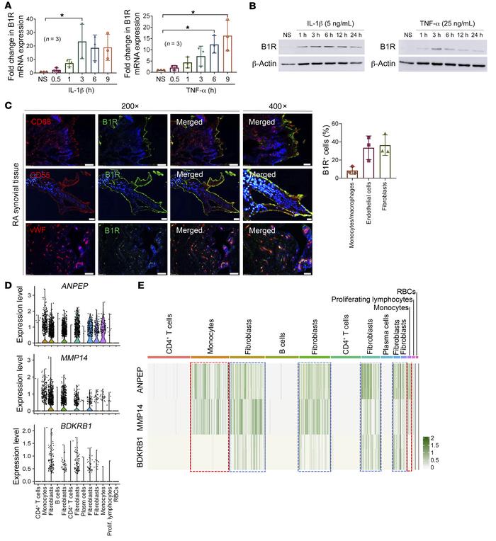 B1R is expressed in RA FLSs and ST.
(A and B) IL-1β and TNF-α induced B1...