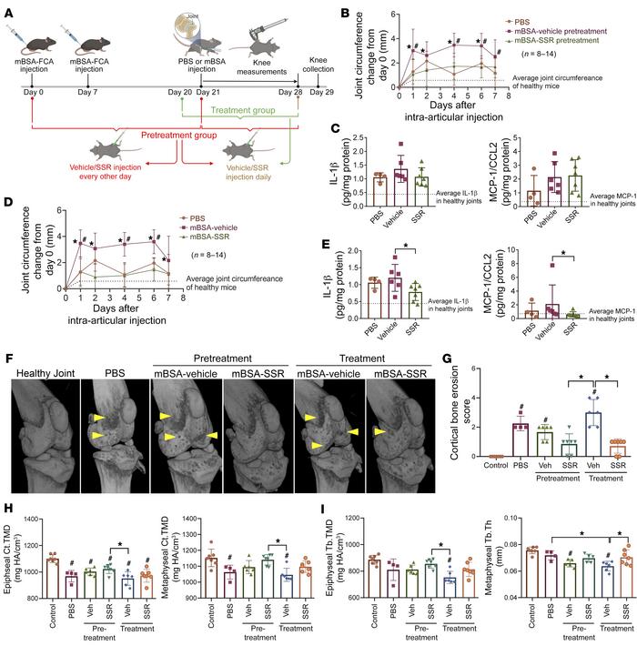 Blockade of B1R attenuates mBSA antigen–induced arthritis and bone erosi...