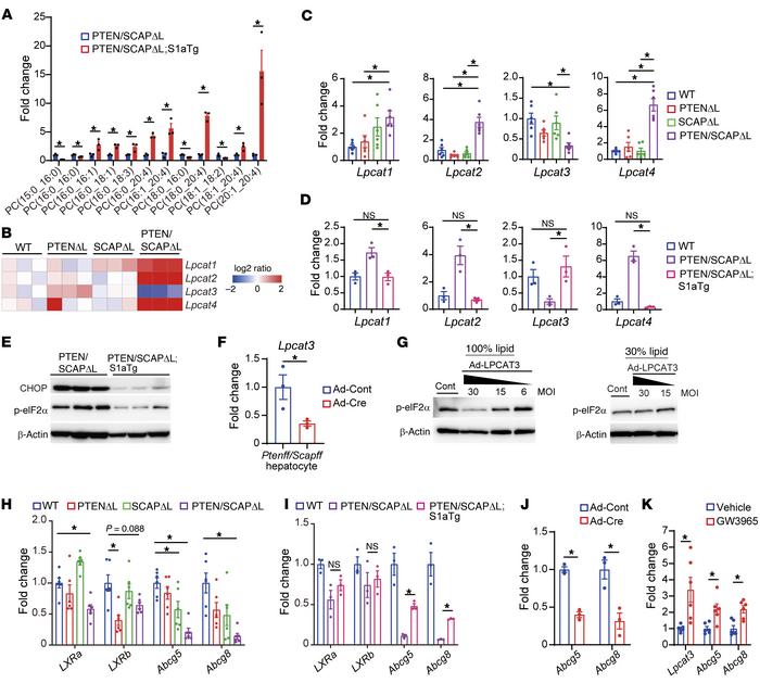 SREBP dysfunction–mediated downregulation of LPCAT3 is associated with E...