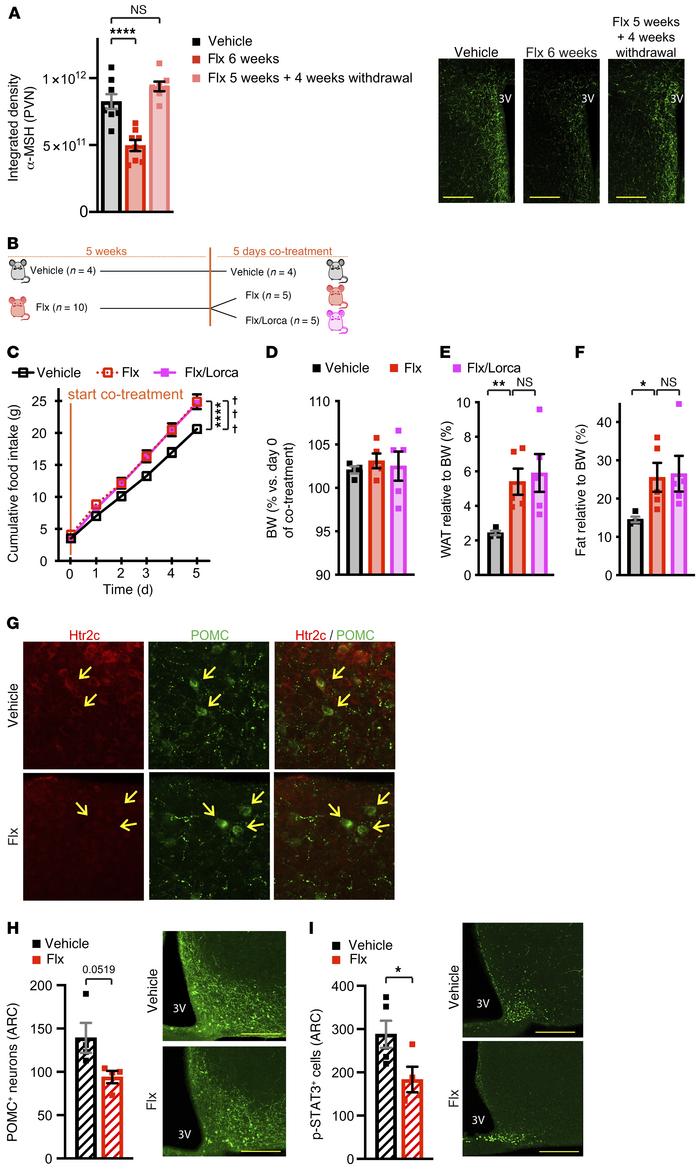 Long-term treatment with Flx impairs Htr2c signaling, STAT3 phosphorylat...