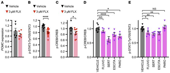 Flx and other SSRIs interfere with STAT3 and CREB phosphorylation in hum...