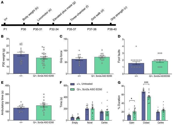 Behavioral comparison between Scn2a ASO ED50 treated Q/+ mice and untrea...