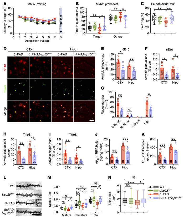 
Usp25 deficiency ameliorates amyloid burden in 5×FAD mice.
(A) Morris w...