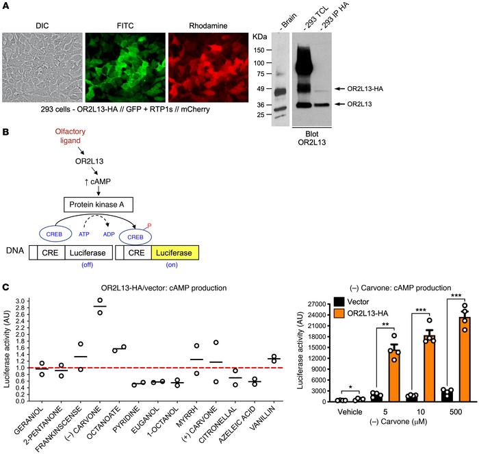 Characterization of OR2L13 agonists.
(A) Human OR2L13 was subcloned in f...