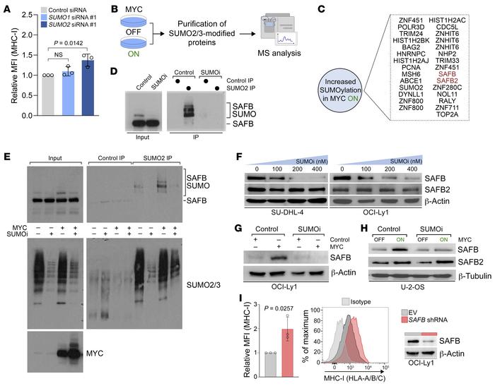 MYC-induced SUMOylation of SAFB suppresses the MHC-I/APM pathway.
(A) MH...