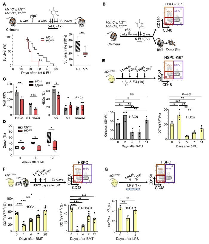 
Id2Δ/Δ HSCs display increased susceptibility to genotoxic stress and re...