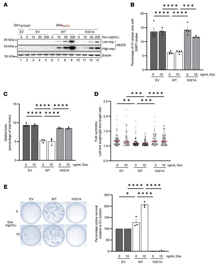 Decreased replication fidelity and viability of affected patient cells a...