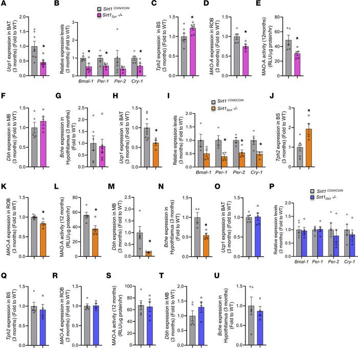 Neuronal SIRT1 decreases bone mass by decreasing serotonin synthesis and...