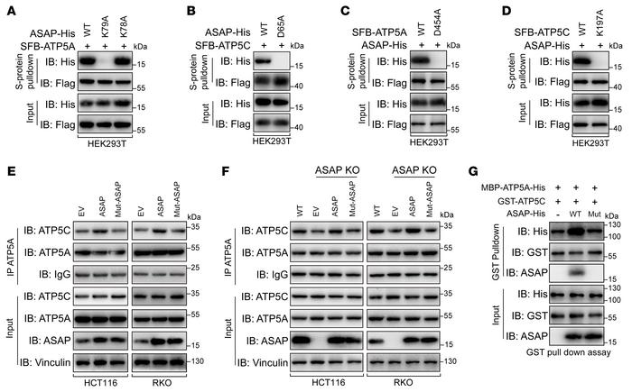 Identification of key residues that contribute to ASAP-ATP synthase inte...