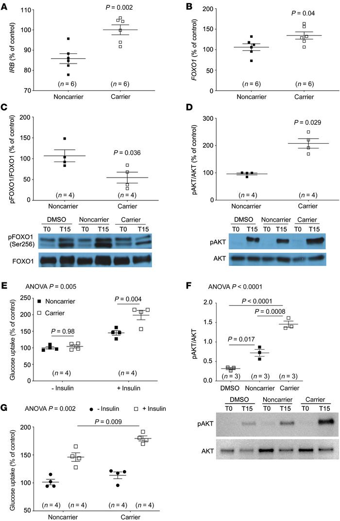 Bile acids act directly on the skeletal muscle to increase insulin signa...