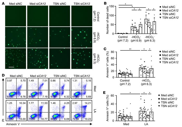 CA12 mediates the survival of monocytes and macrophages in acidic microe...