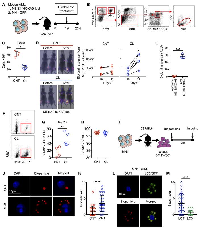 Depletion of phagocytes increases AML tumor burden.
(A) MEIS/HOXA9 cells...