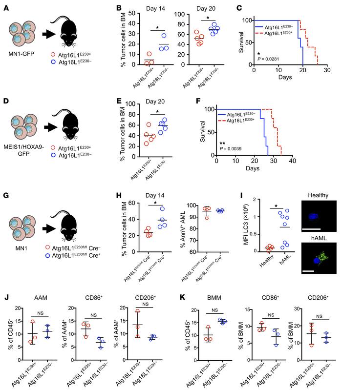 AML disease progression is accelerated in LAP-deficient animals.
(A) MN1...
