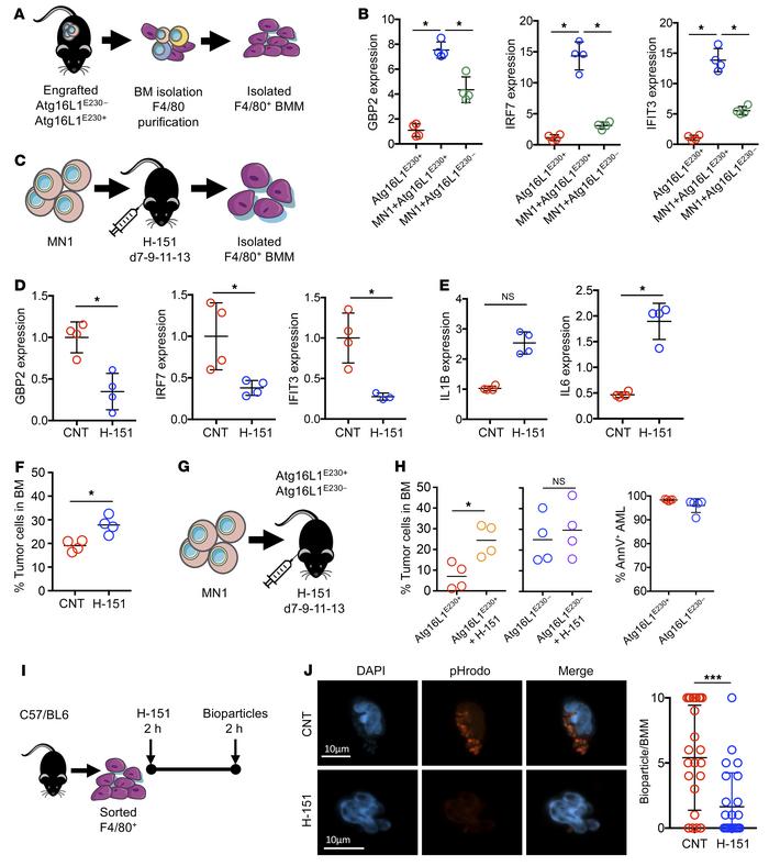 LAP activates STING in BMMs, reducing AML engraftment.
(A) MN1-treated c...