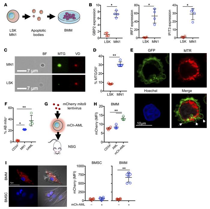 AML-derived ABs contain mitochondria that are processed by BMMs.
(A) ABs...