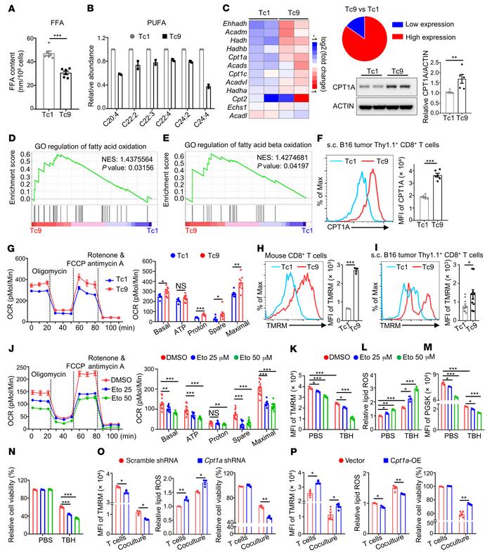 Increased fatty acid oxidation is required for reduced lipid peroxidatio...