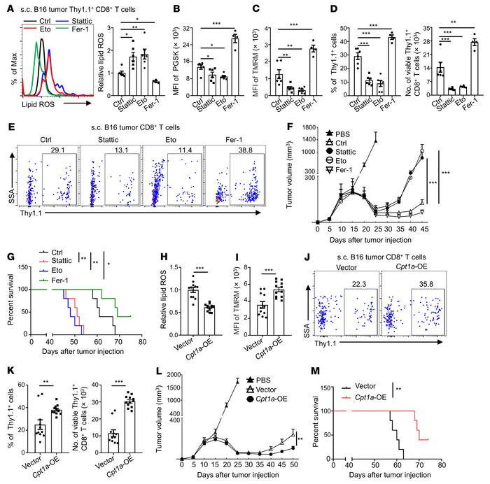 Inhibiting the STAT3/fatty acid oxidation pathway in Tc9 cells impairs t...