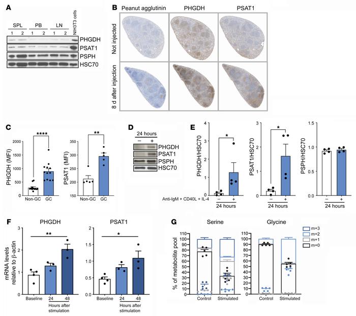Characterization of the SSP in WT mice after activation in vivo.
(A) Ana...