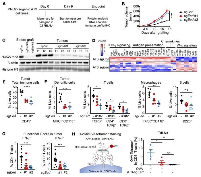PRC2 loss leads to an antigen presentation defect and recapitulates the ...