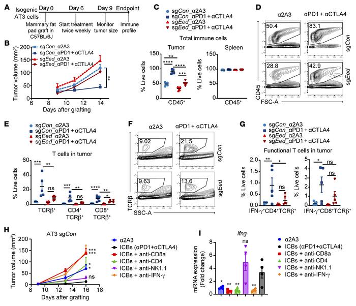 PRC2-loss tumors confer primary resistance to ICB therapies.
(A) Schemat...