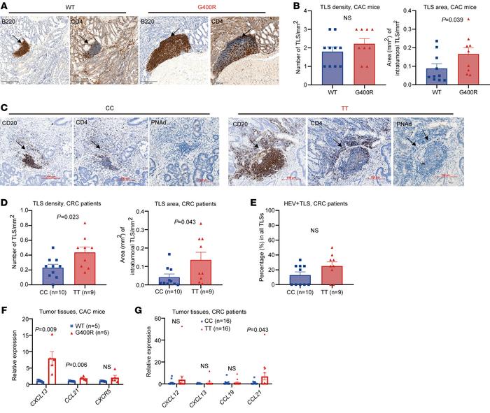 hIgG1-G396R promotes the formation of tertiary lymphoid structures in tu...