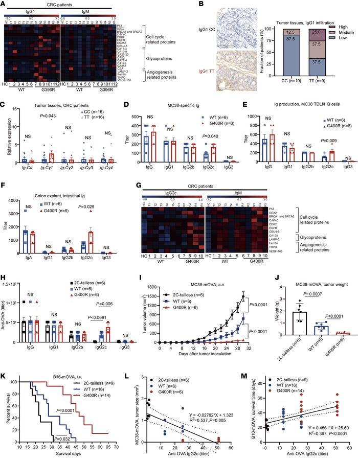 The hIgG1-G396R variant potentiates tumor-specific IgG antibody producti...