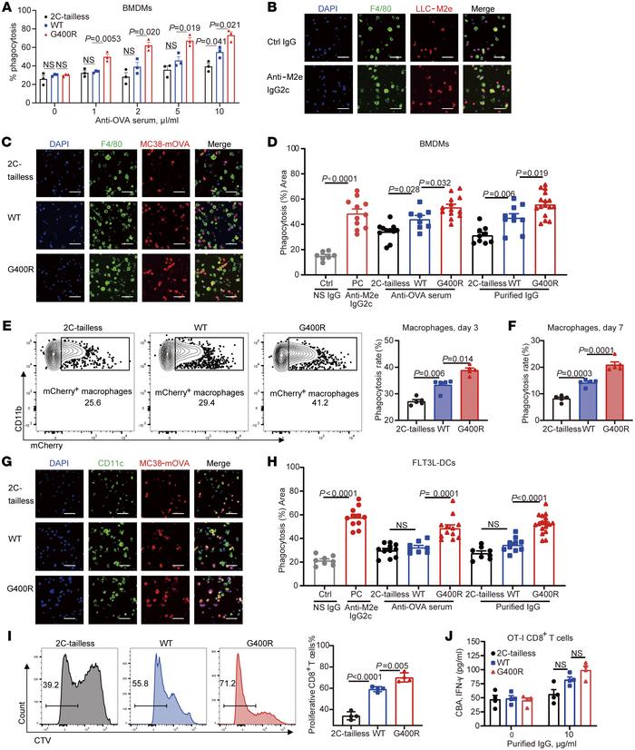Enhanced ADCP activity and CD8+ T cell priming are mediated by tumor-spe...