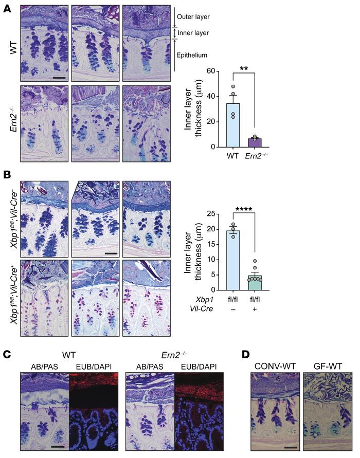 Impaired assembly of the colon mucus layer in Ern2–/– mice.
Representati...