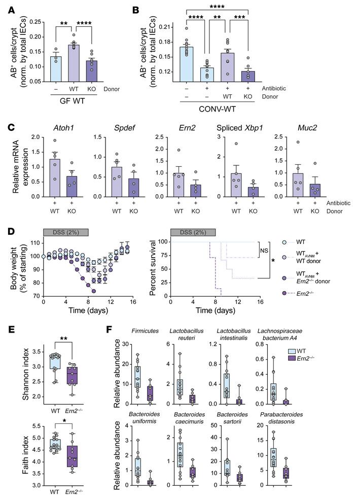 
Ern2–/– microbiota are unable to support goblet cell development when t...
