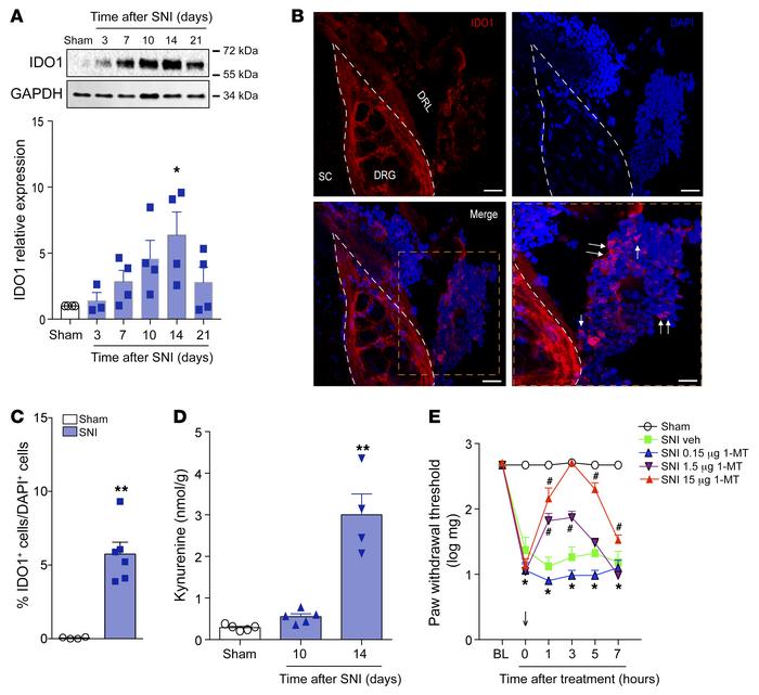 Cells expressing IDO1 accumulate in the DRL after SNI and contribute to ...