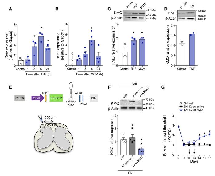 Astrocyte-expressed KMO maintains neuropathic pain.
Primary cultured ast...