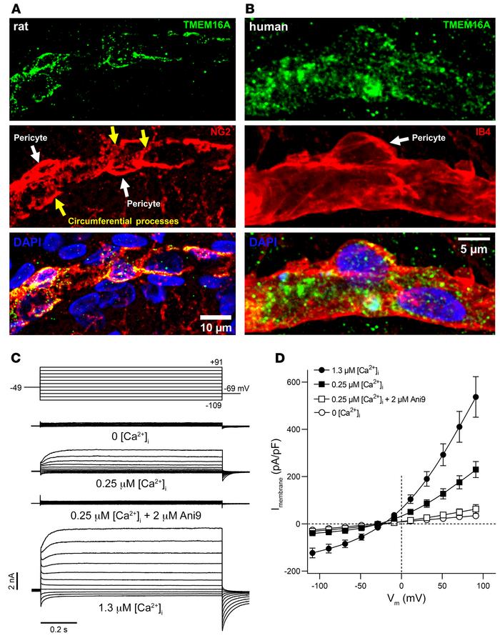 Cortical pericytes express functional TMEM16A channels.
(A) TMEM16A expr...