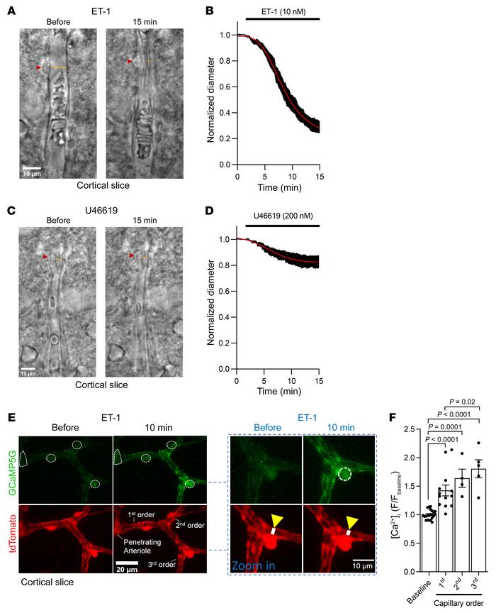 Vasoconstricting GqPCR agonists raise pericyte [Ca2+]i and constrict cap...