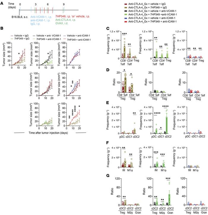VCAM-1 blockade induces enhancement of DC homing to the TME.
(See Supple...