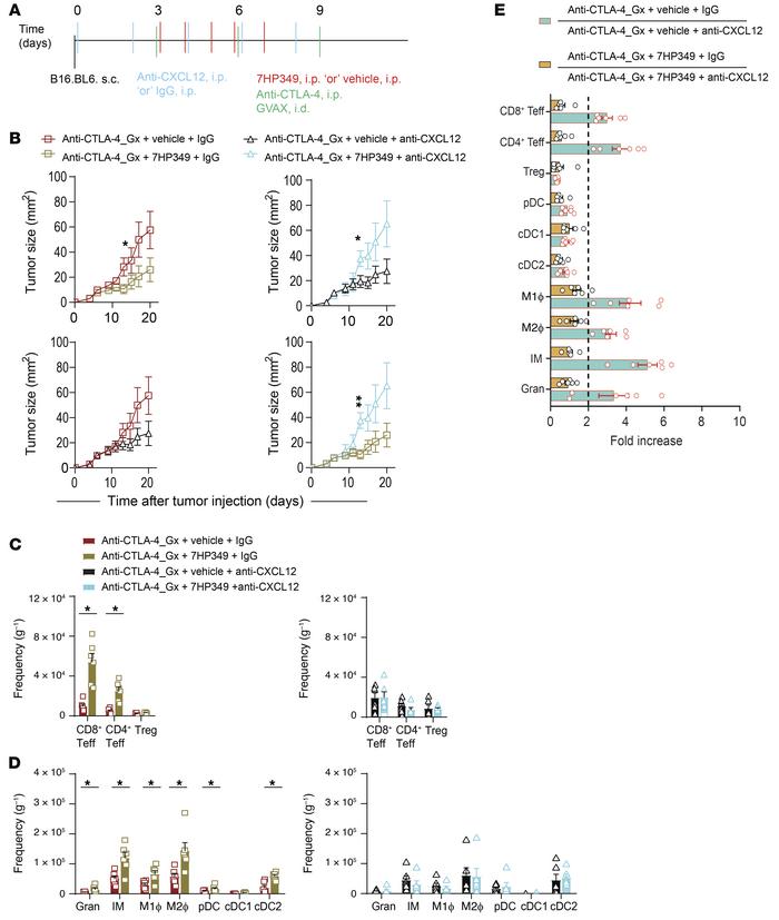 CXCL12 is required for CD8+ Teff i.t. sequestration.
(See Supplemental F...