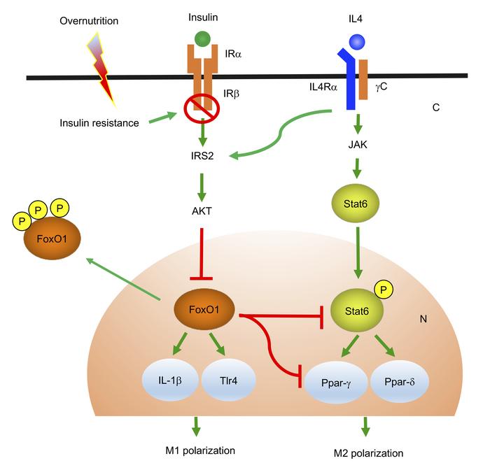 FoxO1 antagonizes Stat6 to inhibit macrophage M2 polarization.
In physio...
