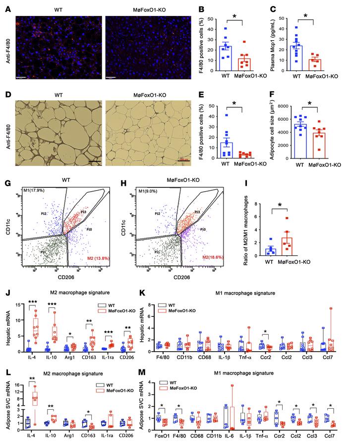 Myeloid FoxO1 depletion protects against HFD-elicited tissue inflammatio...