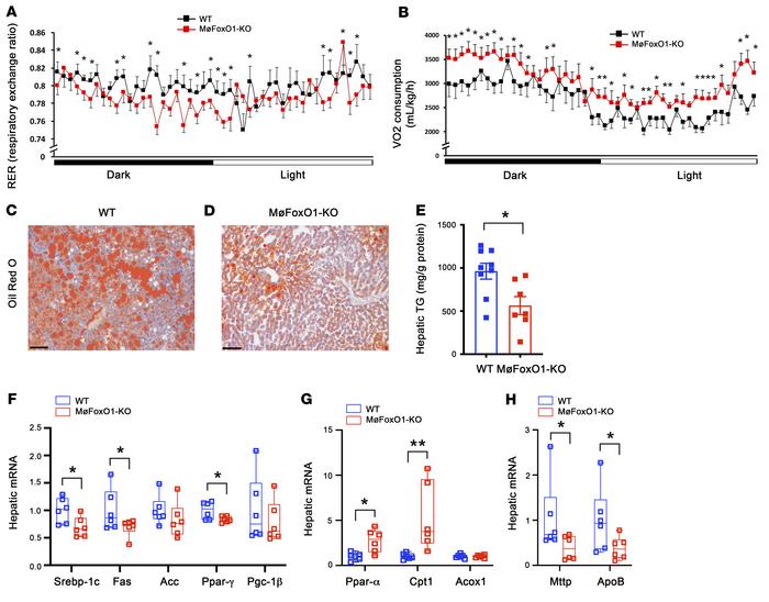 Myeloid FoxO1 depletion improves energy expenditure and ameliorates stea...