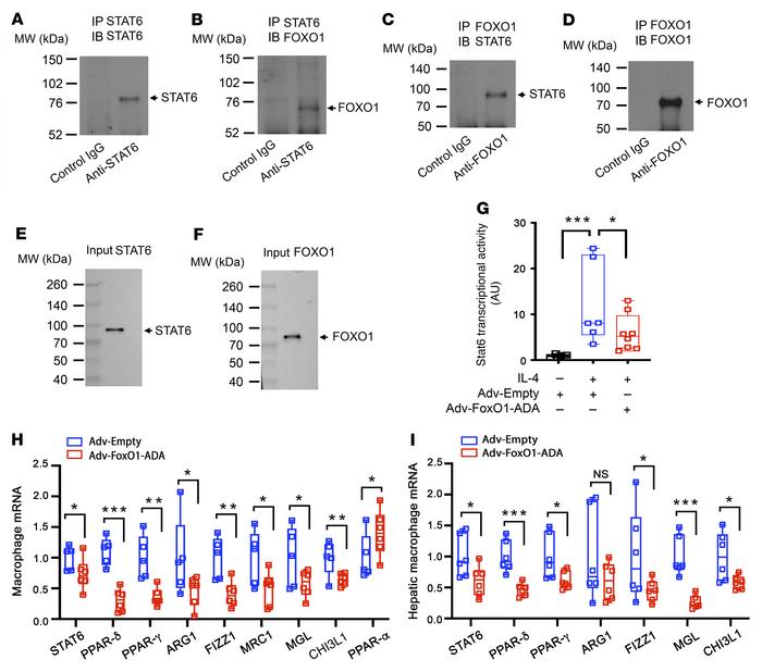 FOXO1 inhibits M2 macrophage polarization by antagonizing STAT6.
Coimmun...